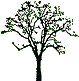 (Genealogy image: Drawing of a 
tree.)