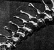 Thumbnail:_Photo_of_dinosaur_skeleton_being_assembled_(detail).